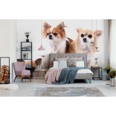 Een fotobehang van Chihuahua honden in een knusse slaapkamer.