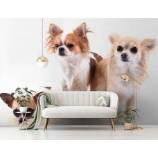 Een fotobehang van Chihuahua honden in een stijlvolle woonkamer.