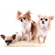 Fotobehang van een Chihuahua, met een gedetailleerde weergave van de hond in een speelse pose.