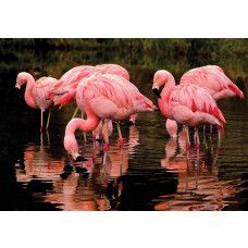 Fotobehang van roze flamingo's, speels en kleurrijk dierenontwerp.