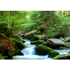 Fotobehang, Groen boslandschap