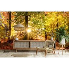 Fotobehang herfstbos met zonnestralen in een huiskamer met fel zonlicht tussen hoge bomen.
