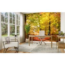 Fotobehang herfstbos met zonnestralen in een kantoor met inspirerend bos en lichtspel.