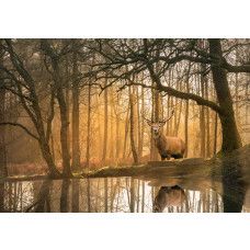 Fotobehang hert bij de bosrand met een hert in een idyllisch bos met kalm meer op de voorgrond.