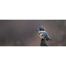 Fotobehang ijsvogel in de regen met een kleurrijke ijsvogel op een rots tijdens een zachte regenbui.