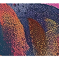 Een ingezoomde foto van het fotobehang met een kleurrijk bladerdek van tropische bladeren in verschillende vormen en tinten.