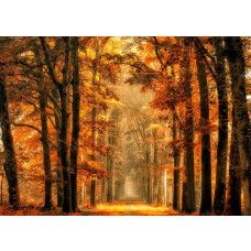 Een fotobehang van een magisch pad door het herfstbos.