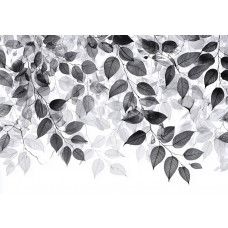 Fotobehang met minimalistische bladeren in zwart-wit en grijstinten.