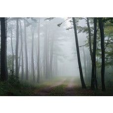 Fotobehang met een rustig bospad omgeven door hoge bomen en ochtendmist die tussen de stammen zweeft.