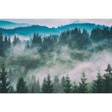 Fotobehang van mistige bosdromen, met dichte bomen en een zachte nevel die het landschap omhult.