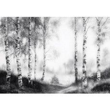 Fotobehang met een nevelig berkenbos waar de witte stammen deels verdwijnen in de mistige achtergrond.
