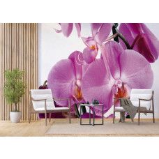 Een fotobehang van een paarse orchidee in bloei met violetkleurige bloemen in een woonkamer.