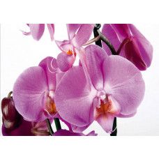Een fotobehang van een paarse orchidee in bloei met violetkleurige bloemen.