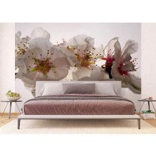 Een fotobehang van pruimenbloesems bloemen in een slaapkamer.