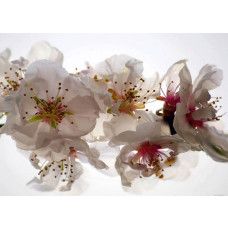 Een fotobehang van pruimenbloesems bloemen.