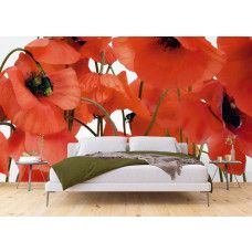 Een fotobehang van rode klaprozen bloemen in een slaapkamer met vliesbehang and Airtex.