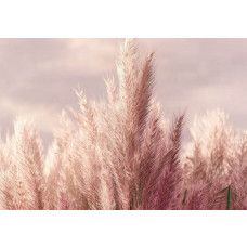 Fotobehang met roze pampasgras tegen een lichte lucht.