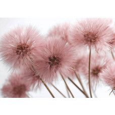 Fotobehang roze paardenbloemen, close-up van pluizige bloemen in pastelroze tinten.