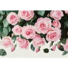 Fotobehang roze rozen met volle bloeiende bloemen en groene bladeren op een lichte achtergrond.