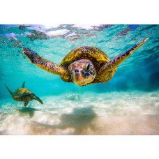 Fotobehang schildpad in de oceaan met zwemmende schildpad in helder turquoise water.