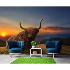 Fotobehang Schotse hooglander bij Zonsondergang, met een Schotse Hooglander die rustig ligt op het gras in een woonkamer, met een zonsondergang op de achtergrond en subtiele bergen.