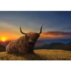 Fotobehang Schotse hooglander bij Zonsondergang, met een Schotse Hooglander die rustig ligt op het gras, met een zonsondergang op de achtergrond en subtiele bergen.