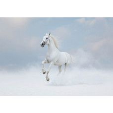 Fotobehang sprookjesachtig wit paard met galopperend paard in nevelachtige omgeving.
