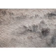 Fotobehang, Weide Mist Bomen Donker