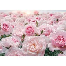 Fotobehang met een zee van zachtroze rozen in volle bloei.