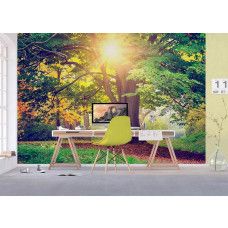 Een kantoor met een fotobehang met een zonovergoten park in de ochtend met een mooie boom.