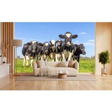 Koeien behang toegepast in een landelijke woonkamer met uitzicht op een groene wei met zwartbonte koeien.