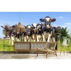 Koeien behang met grazende koeien in de wei als natuurlijke blikvanger in de woonkamer.