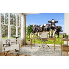 Koeien behang met groep koeien in grasland toegepast in een landelijk ingericht kantoor.