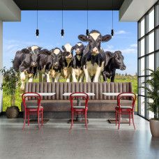 Koeien behang met zwartbonte koeien in de wei als landelijke sfeerwand in de restaurant.