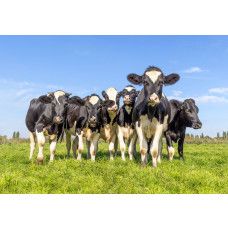 Koeien behang met een groep zwartbonte koeien in een groene wei onder een heldere blauwe lucht.