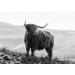 Fotobehang Schotse Hooglander in de Bergen zwart-wit