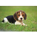 Fotobehang Beagle Pup