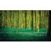 Fotobehang Kleurrijke Bos in het Groen