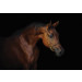Fotobehang Bruin Paard met Zwarte Achtergrond