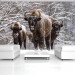 Fotobehang Buffels in de Sneeuw