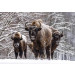 Fotobehang Buffels in de Sneeuw