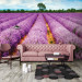 Fotobehang Lavendelbloemen