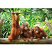 Fotobehang Orang-oetans in de Jungle
