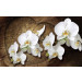 Fotobehang Orchideeën