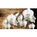 Fotobehang Orchids Flowers Tree Floral