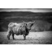 Fotobehang Schotse Hooglander in de Zon zwart-wit