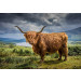 Fotobehang Schotse Hooglander in het Berglandschap