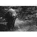 Fotobehang Schotse Hooglander in het Bos zwart-wit
