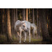 Fotobehang Wit Paard in het Bos