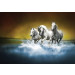 Fotobehang Witte Paarden Galopperend in het Water